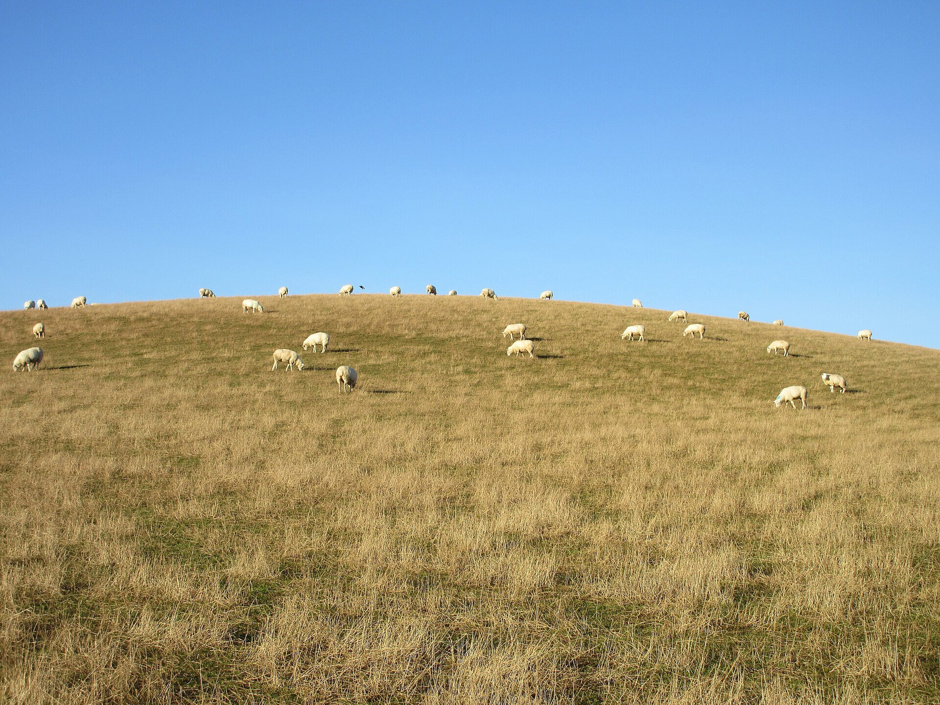 Battledykes — image 3
