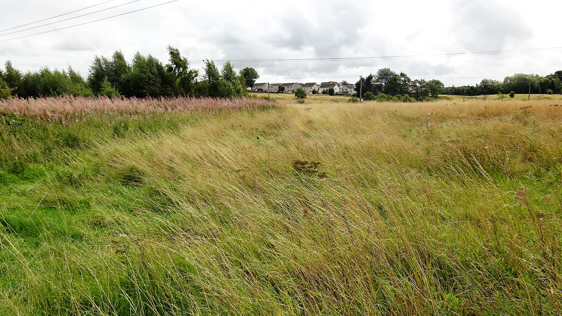 Bickering Bush — image 4