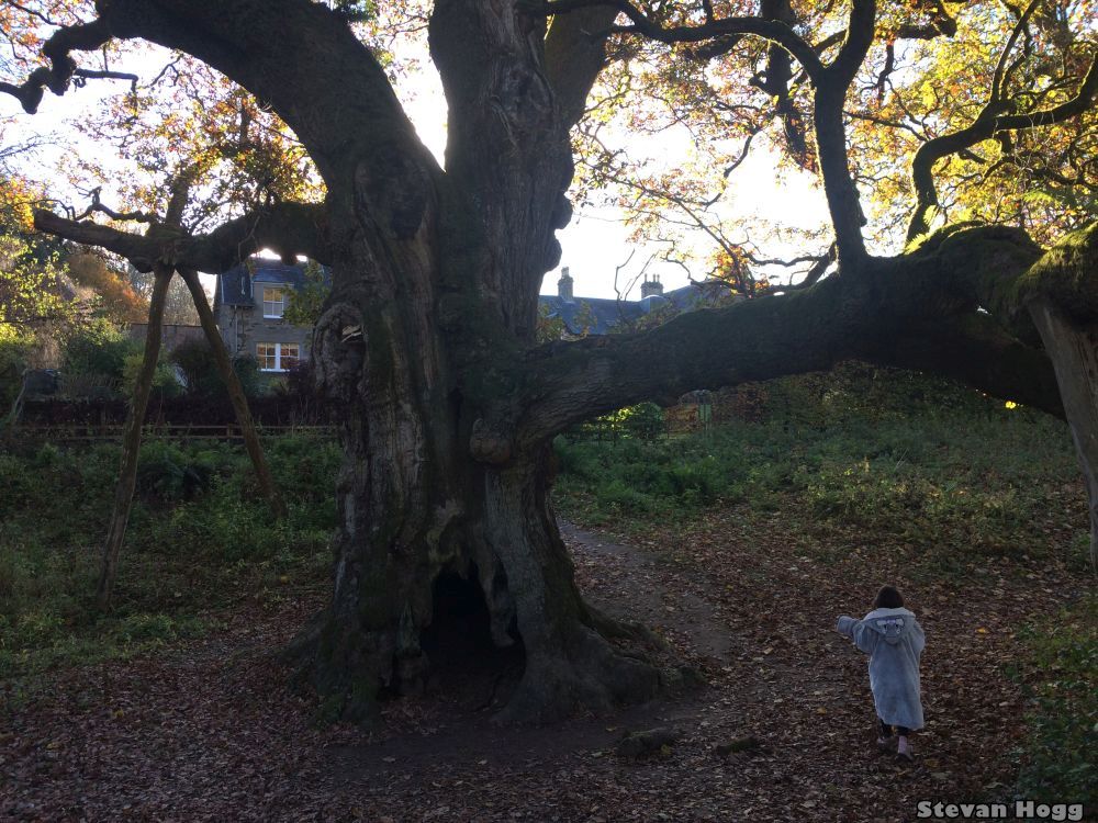 Birnam Oak — image 2