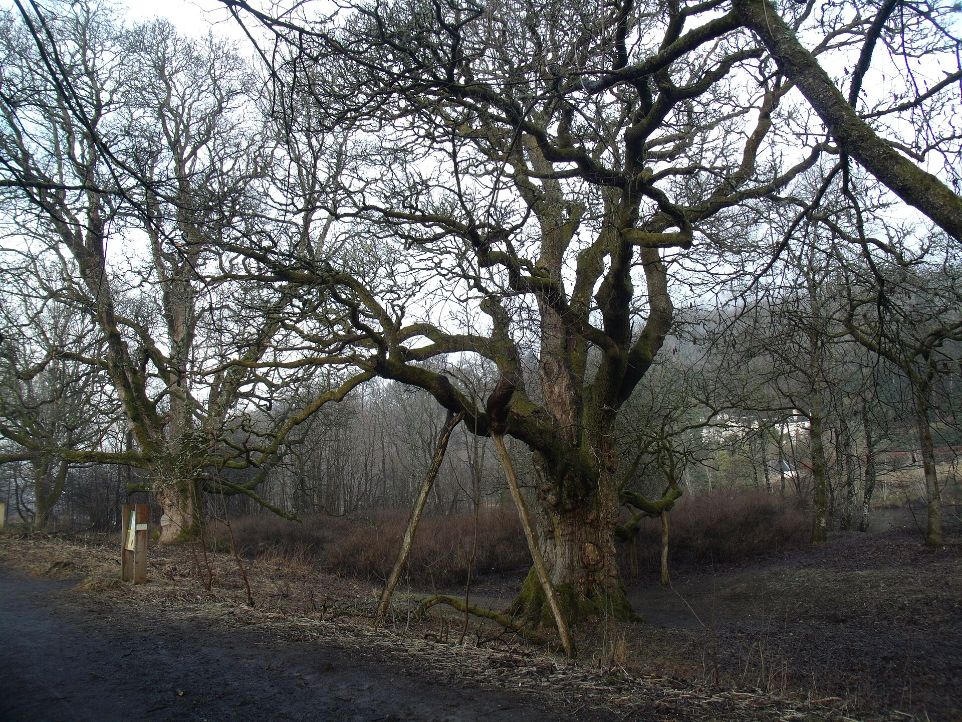 Birnam Oak — image 3