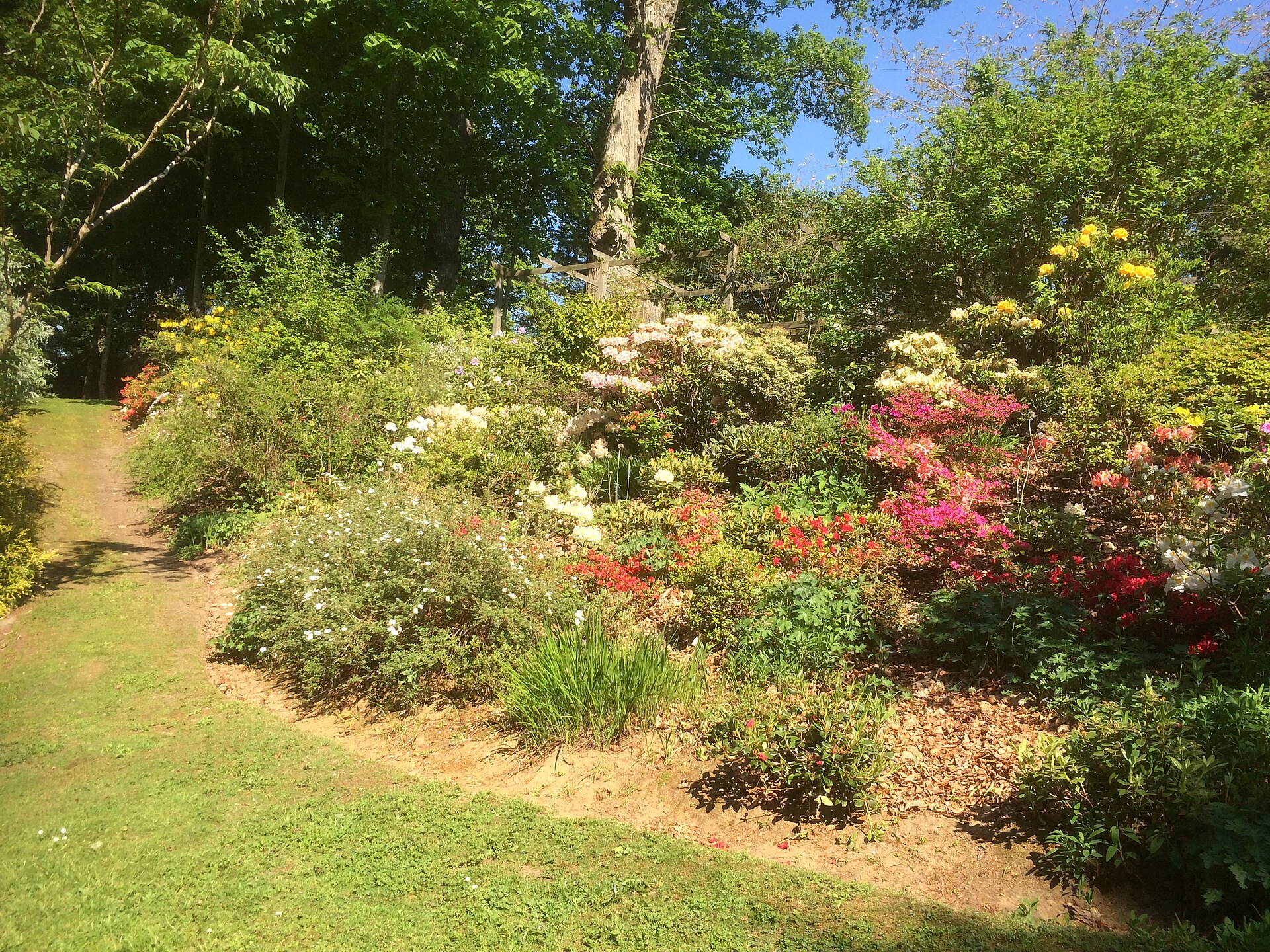 Birnam Oak — image 4