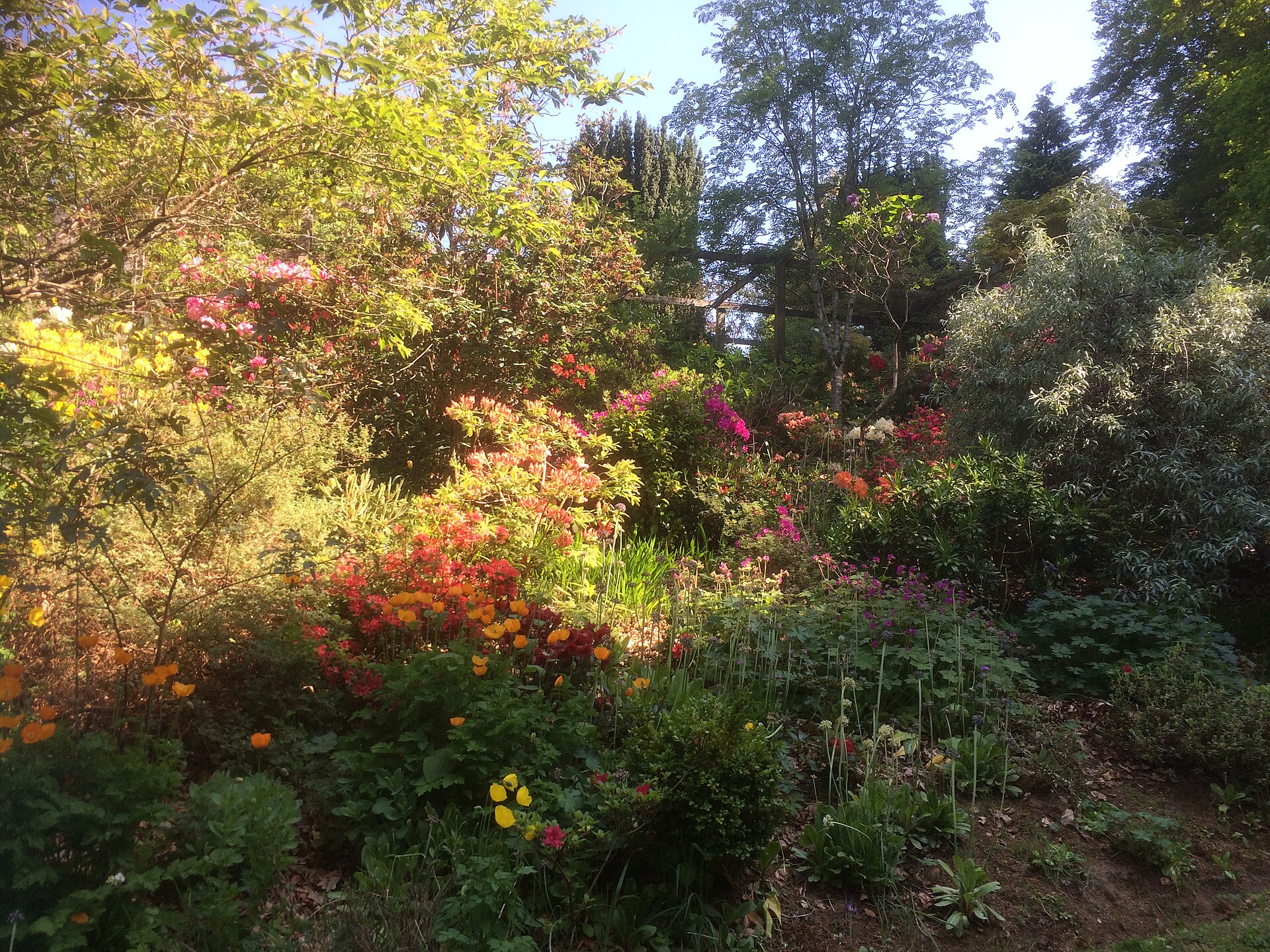 Birnam Oak — image 5