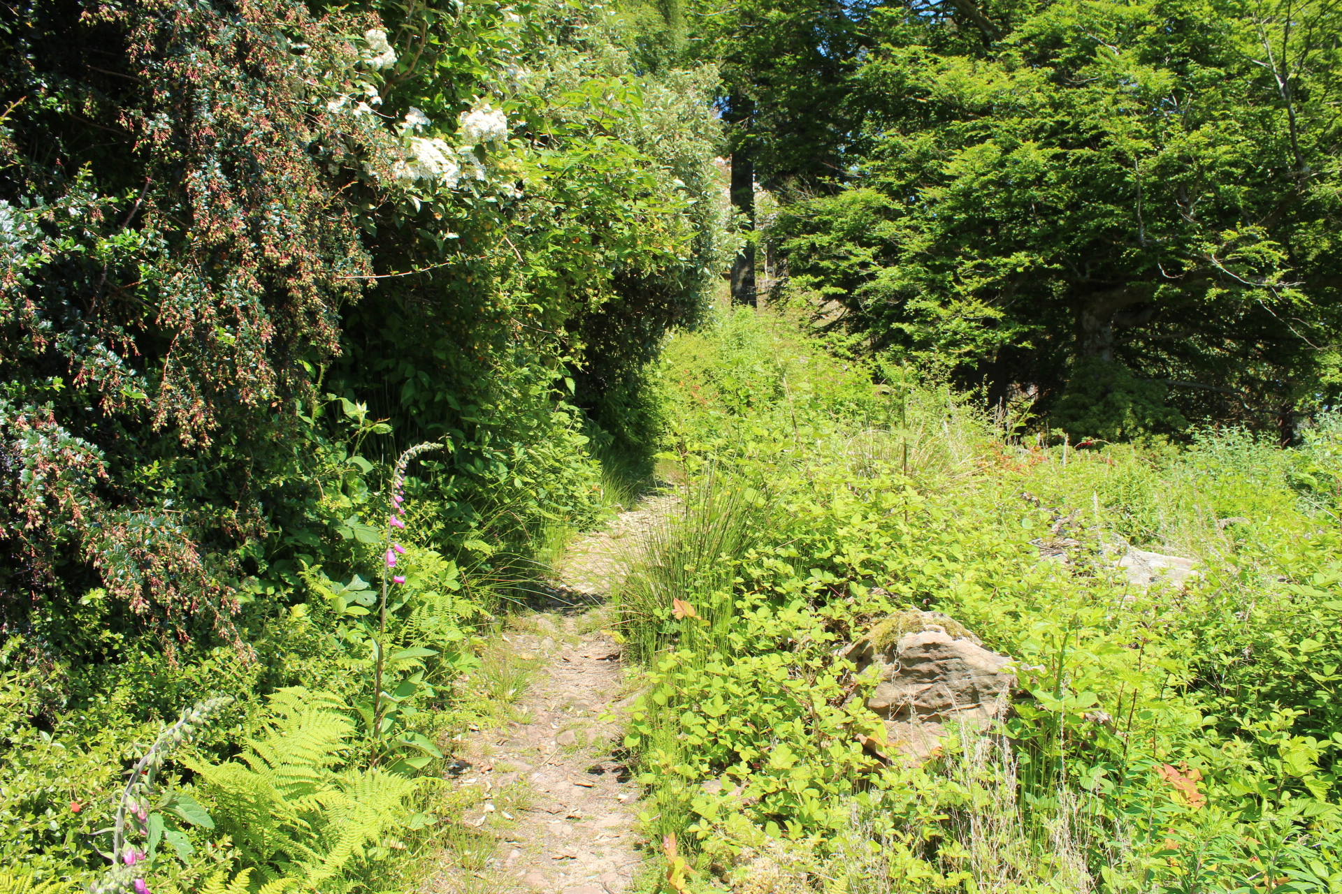 Brodick Castle — image 2