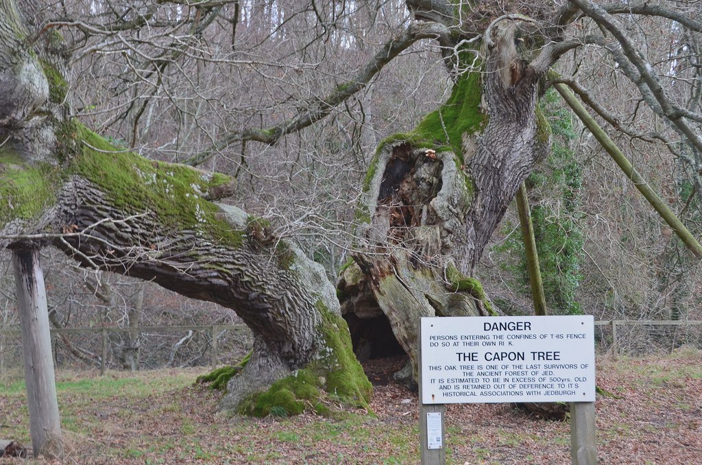 Capon Tree — image 2