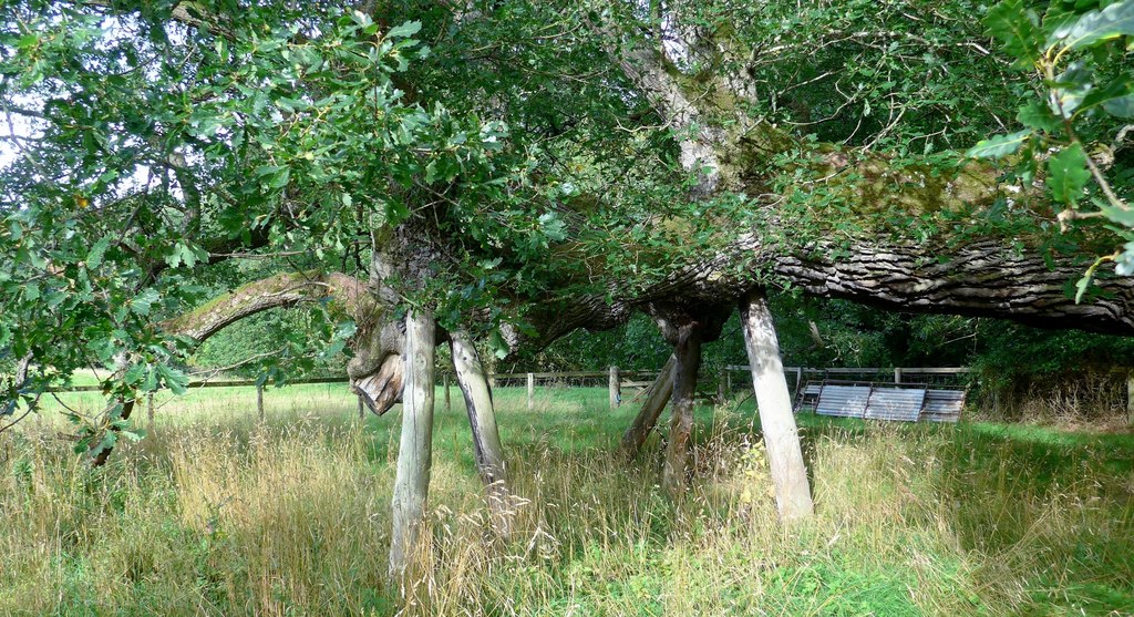 Capon Tree — image 3