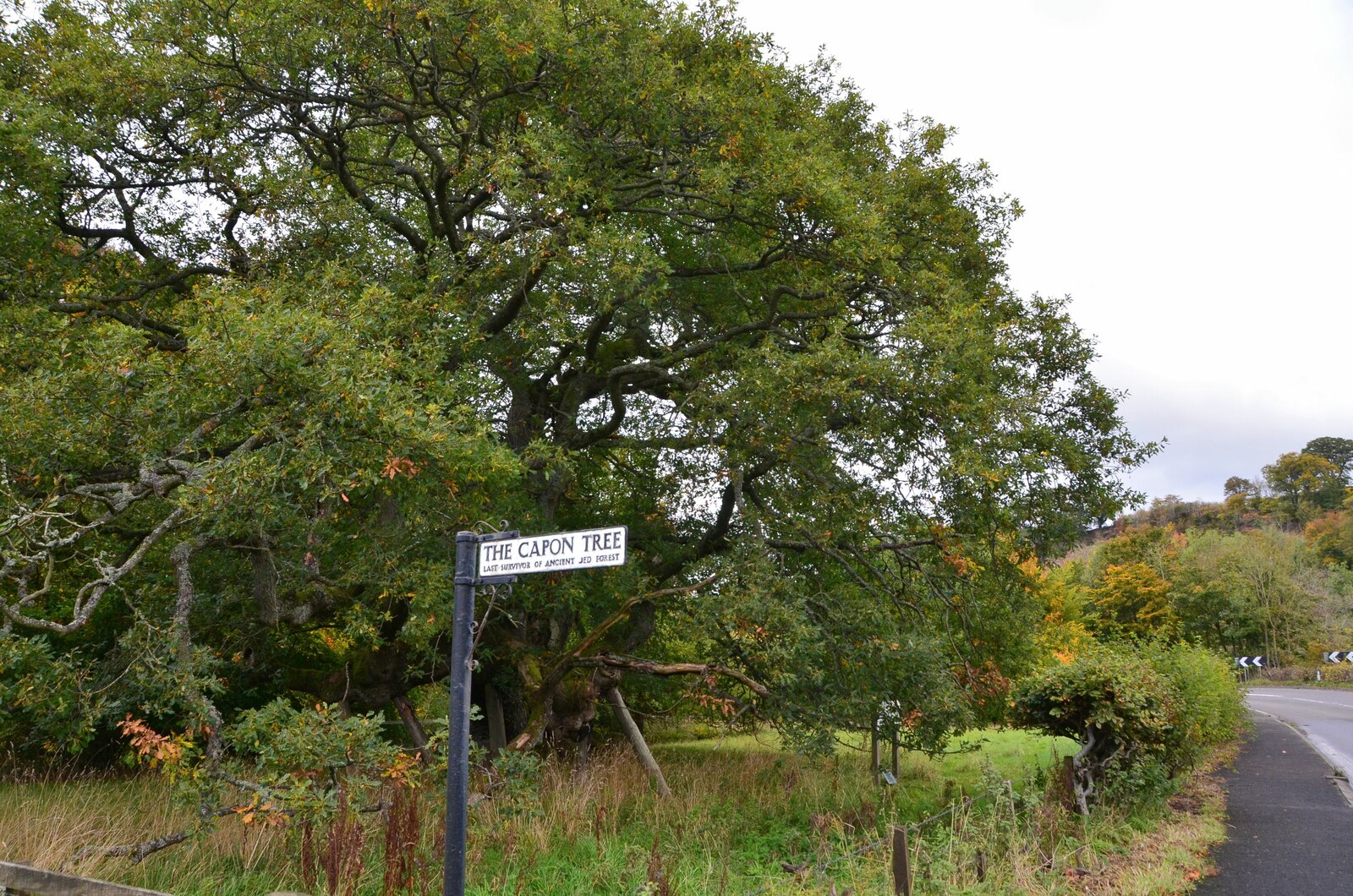 Capon Tree — image 4