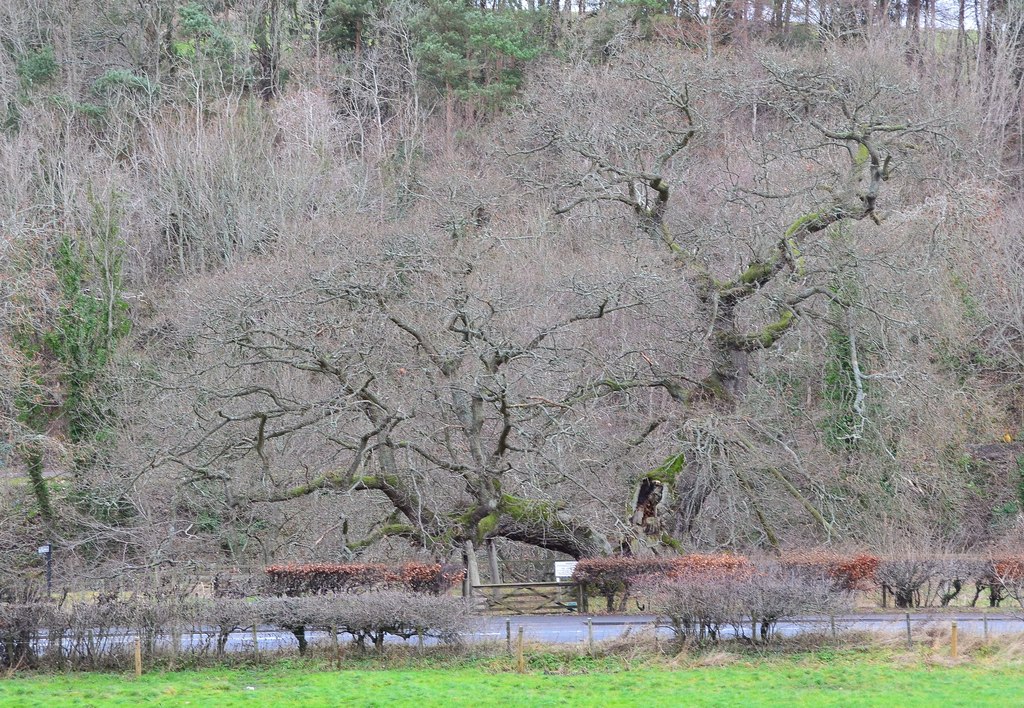 Capon Tree — image 5