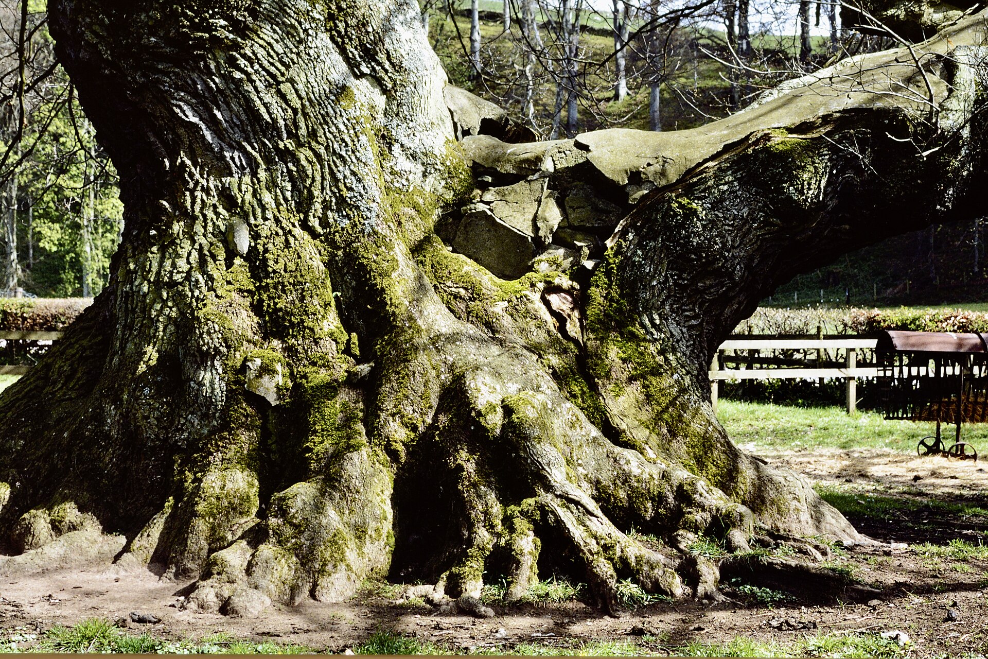 Capon Tree — image 6
