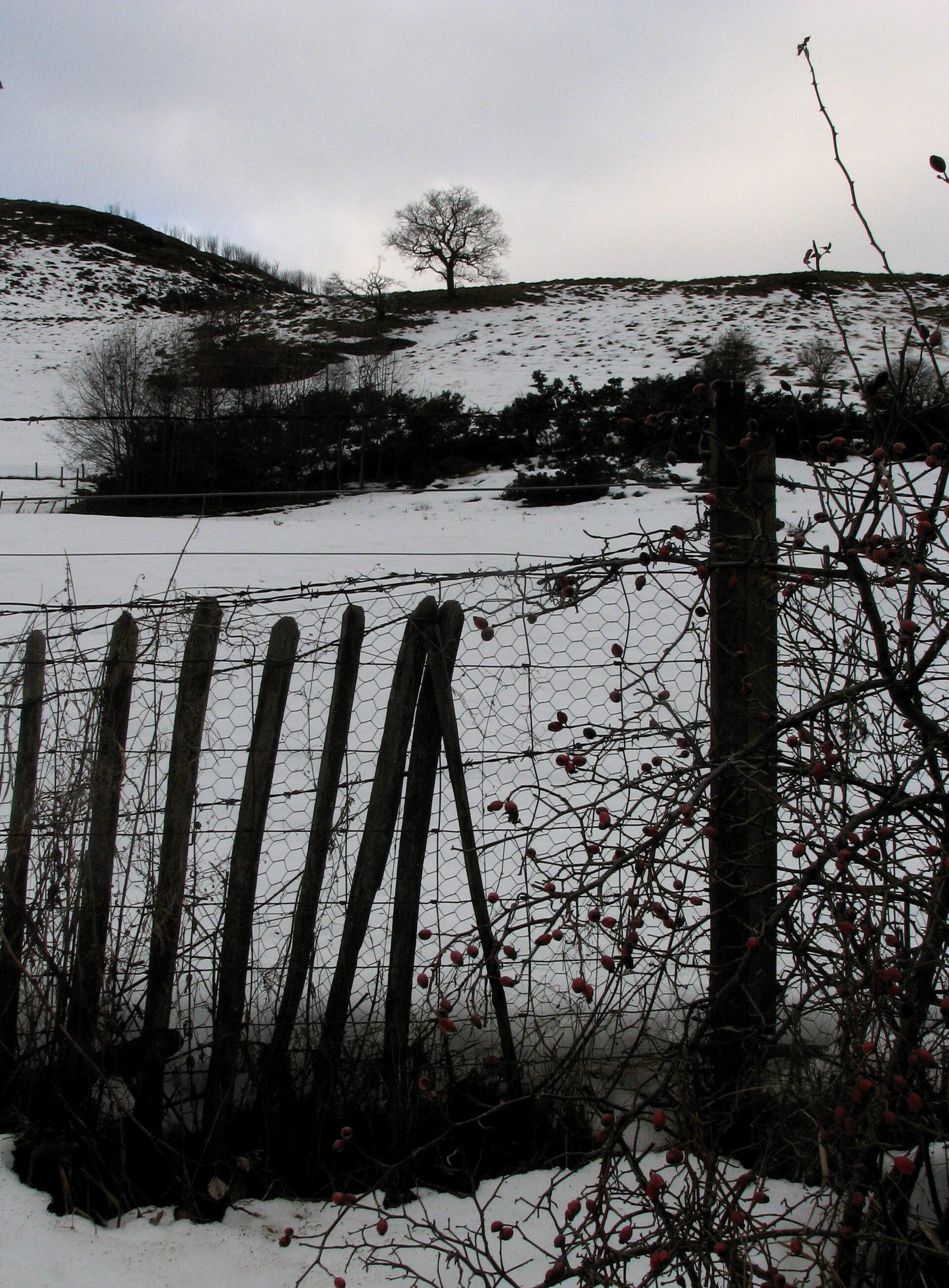 Castle Law in snow, seen from Abernethy Glen; the hillfort earthworks are not visible.