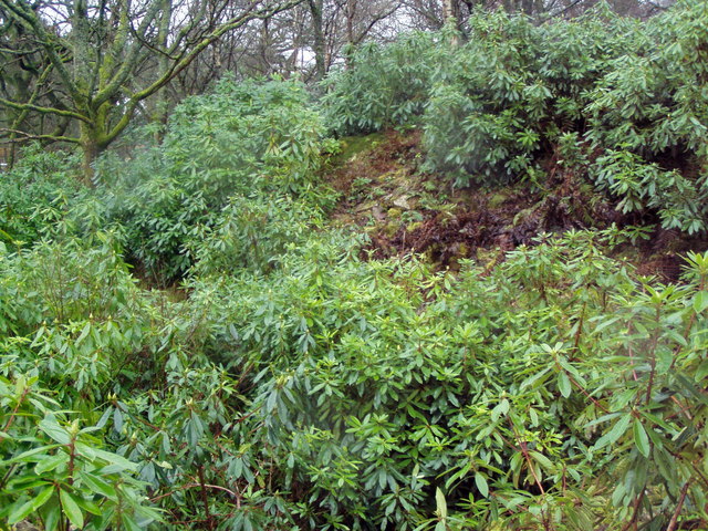 Leckie Broch