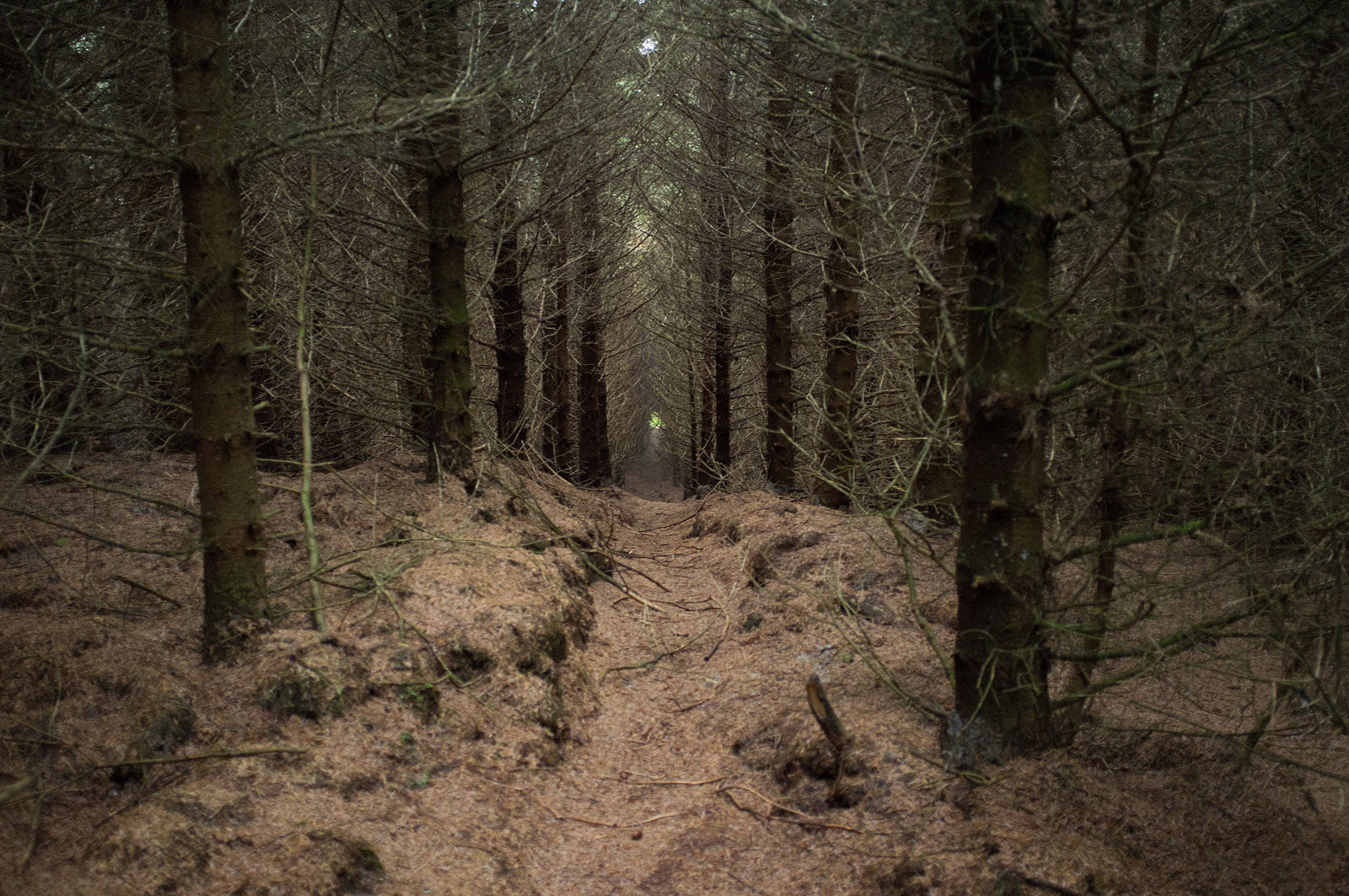 Dumglow — image 2