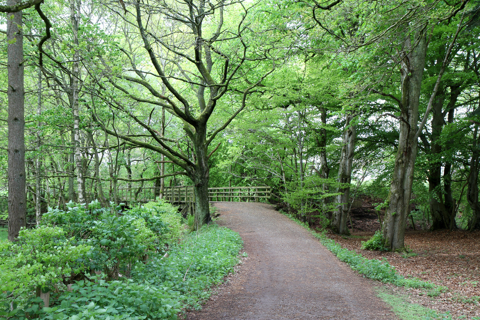 Eppie Callum's Oak — image 2