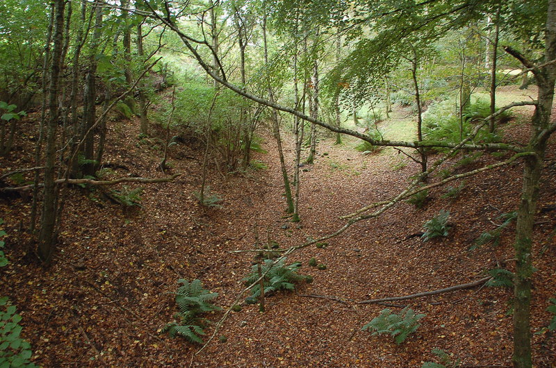 Eppie Callum's Oak — image 3