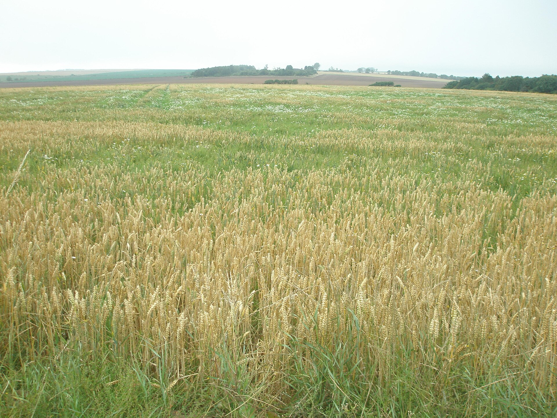 Ethie Castle — image 2