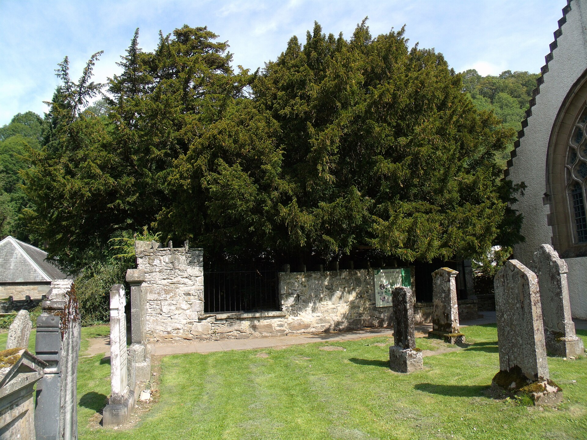 Fortingall Yew — image 2