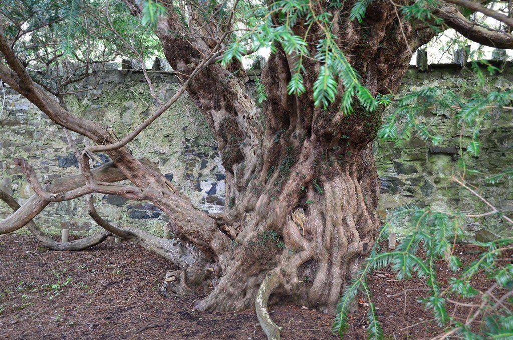 Fortingall Yew — image 3