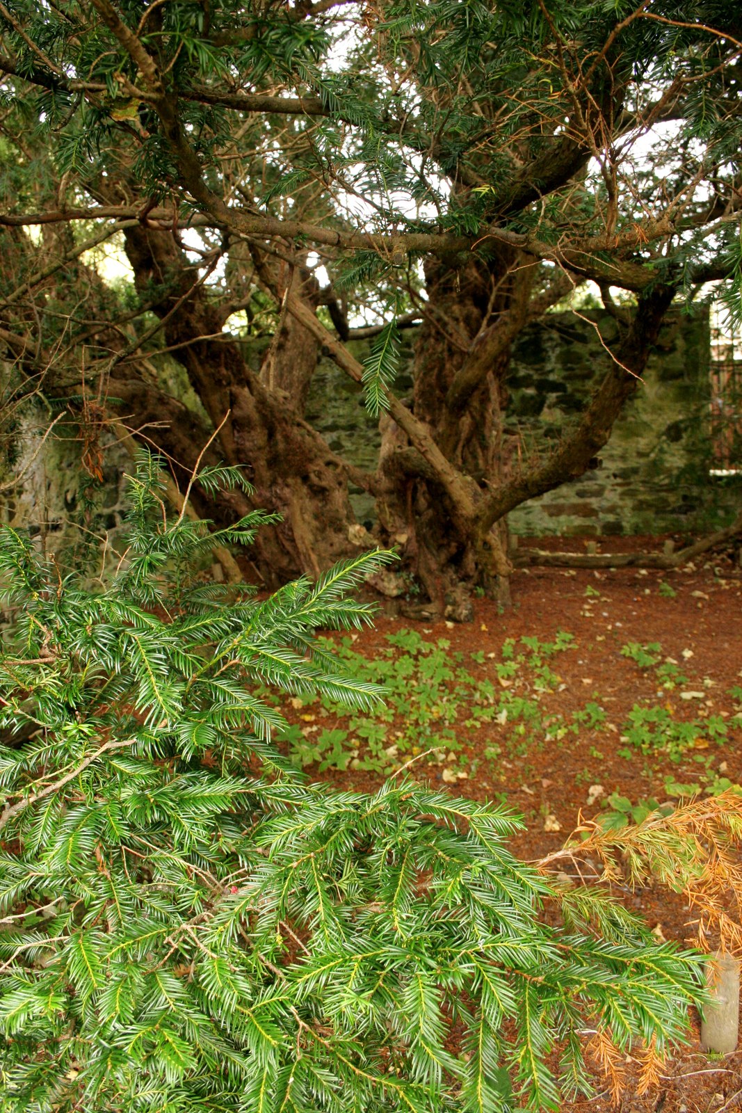 Fortingall Yew — image 4