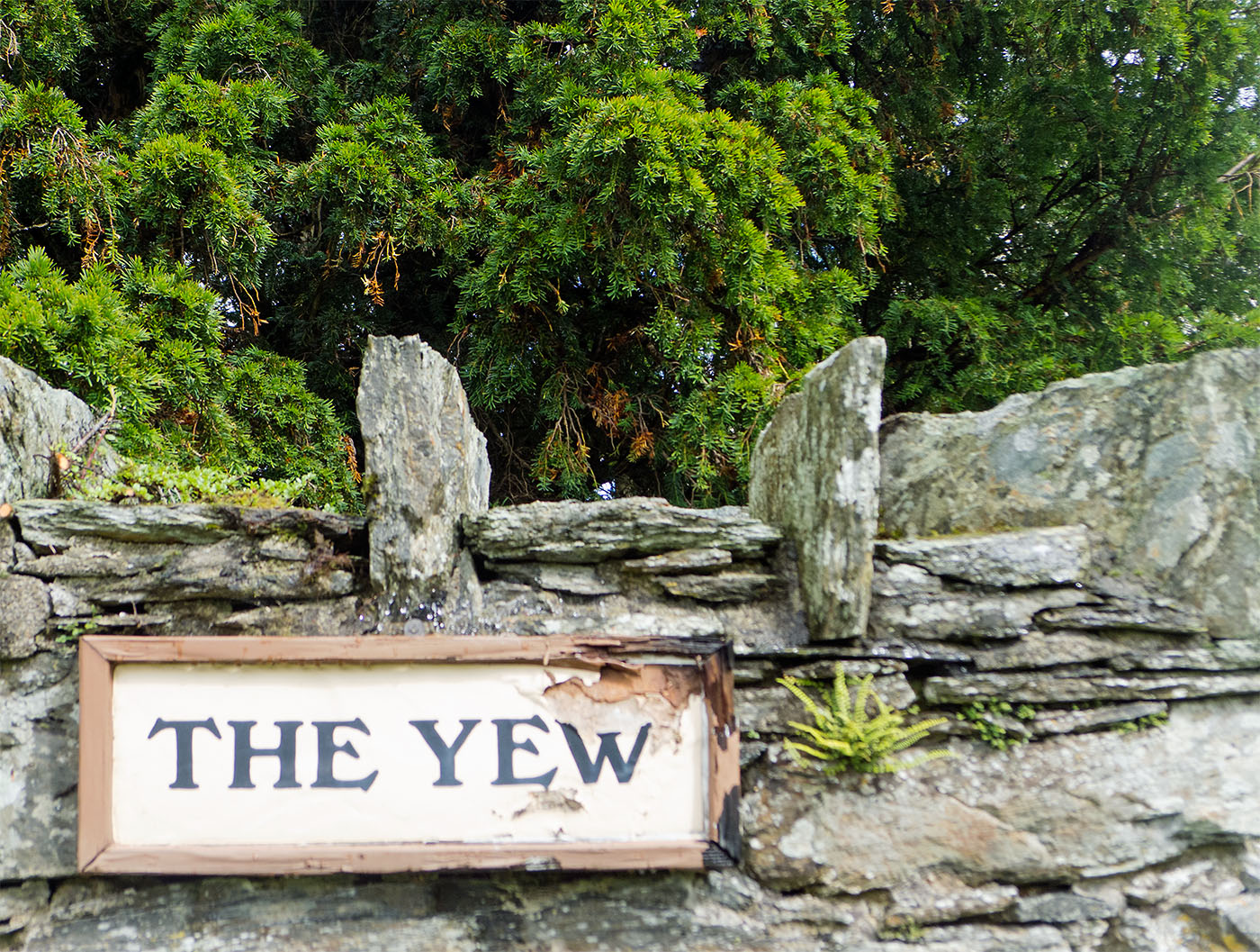 Fortingall Yew — image 5