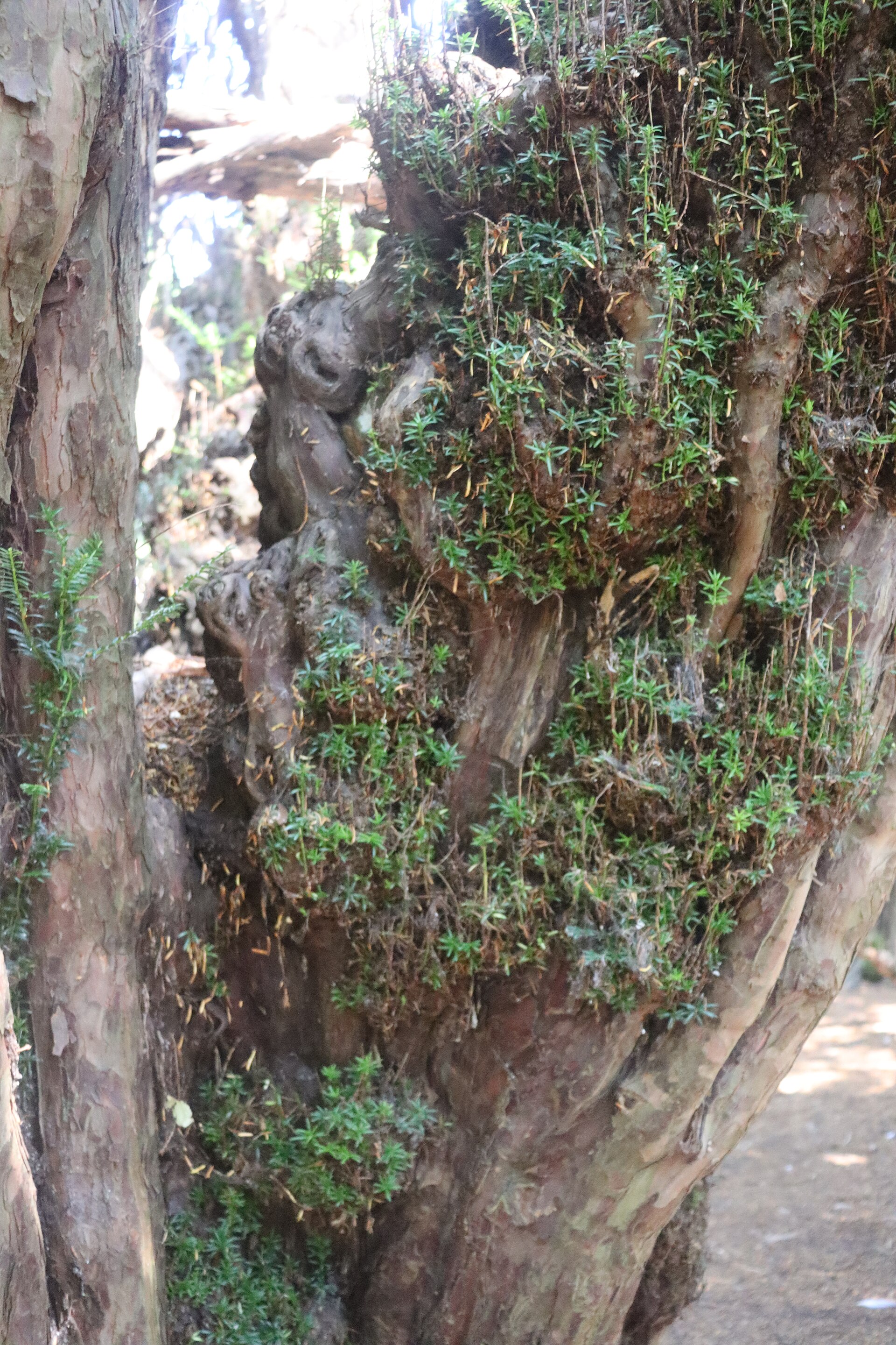 Great Yew of Ormiston — image 2