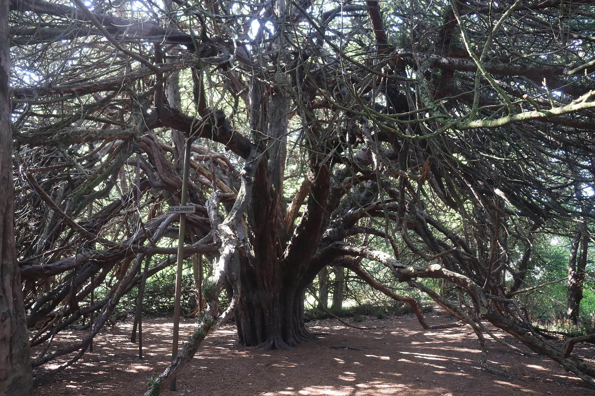Great Yew of Ormiston — image 3