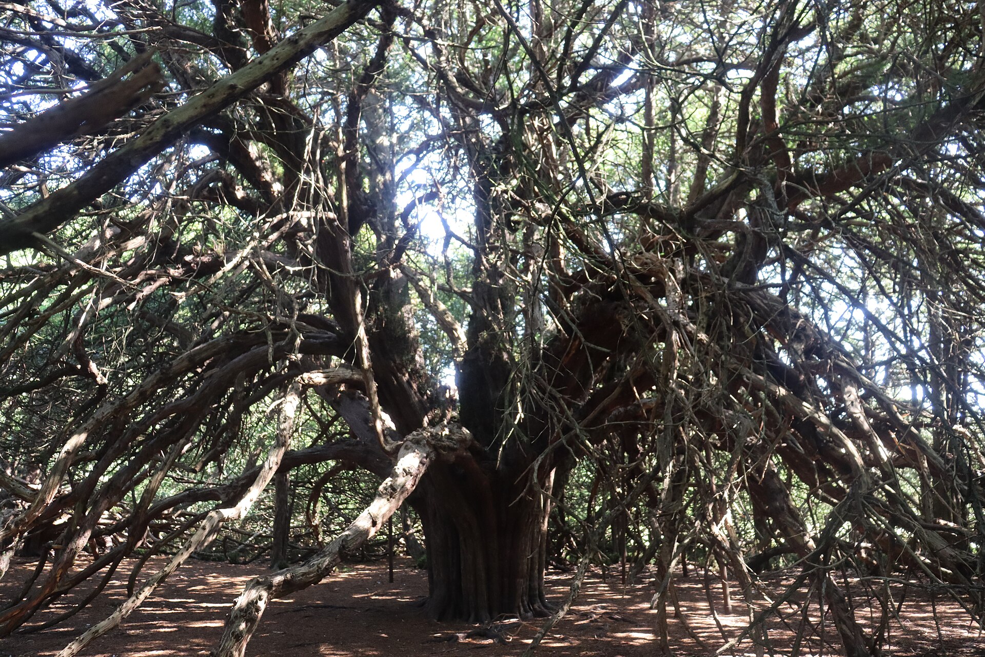 Great Yew of Ormiston — image 4