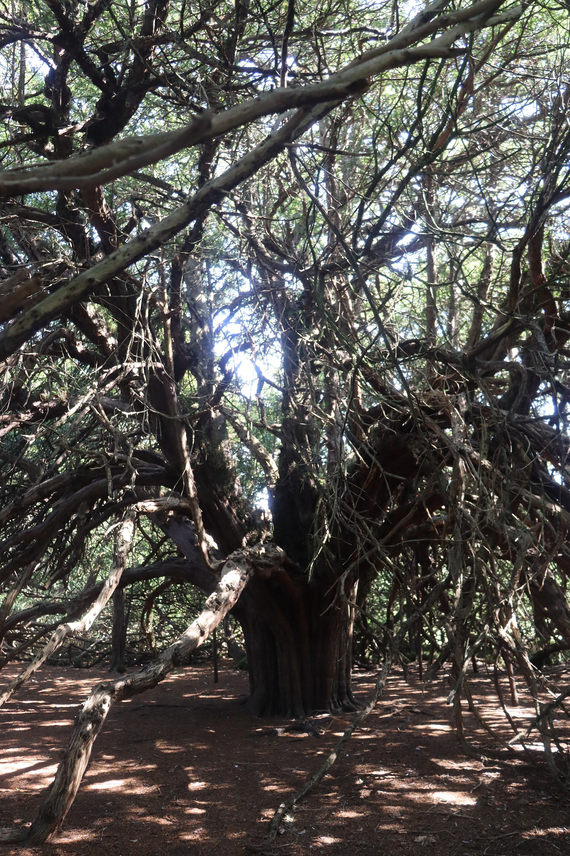 Great Yew of Ormiston — image 5