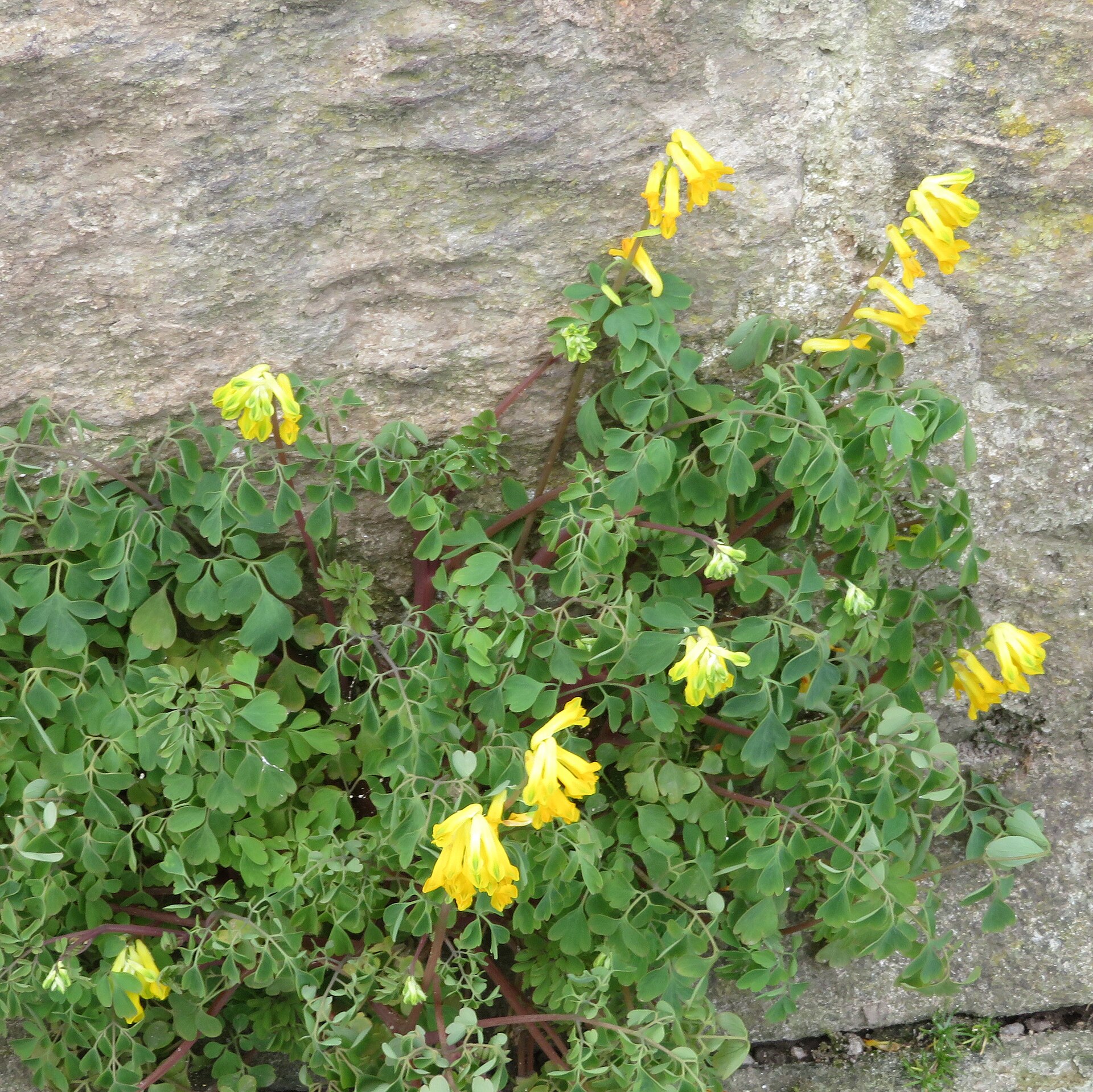 Kellie Castle — image 4