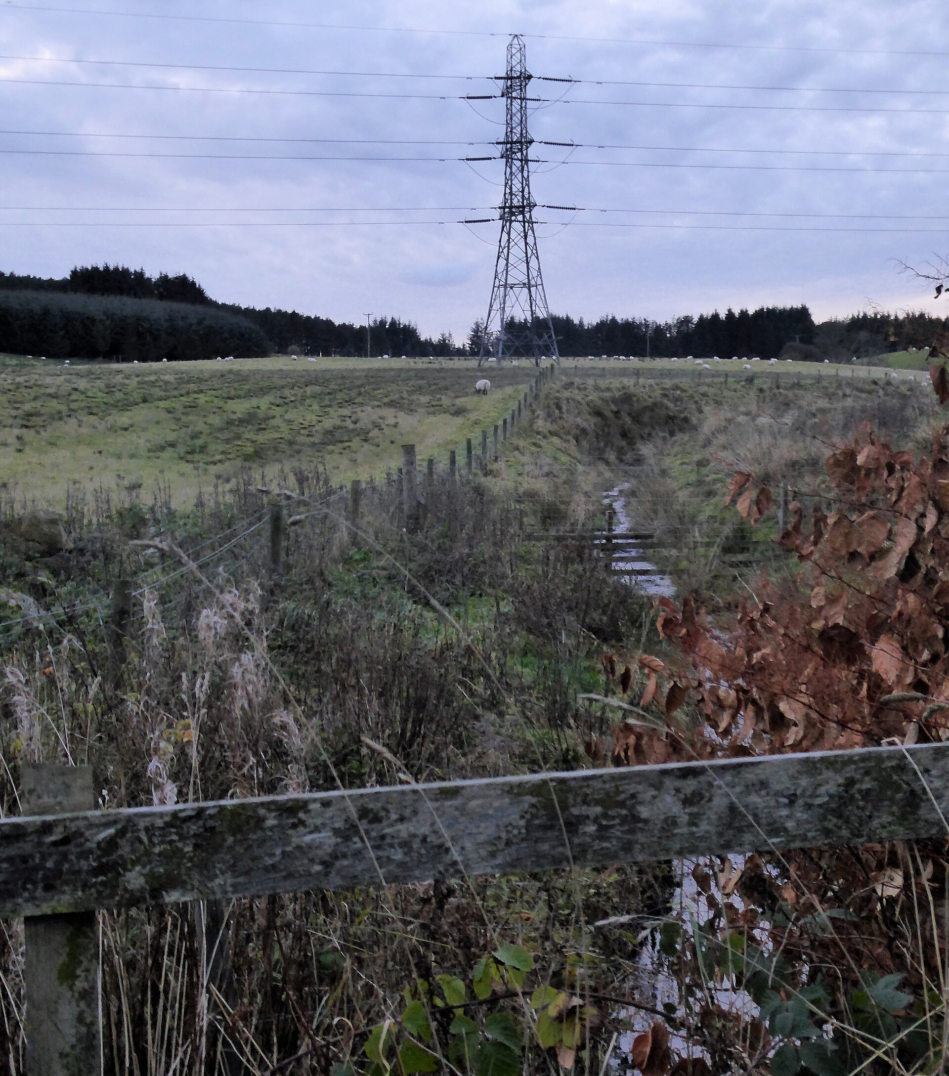 Lang Stane of Auquhollie — image 3