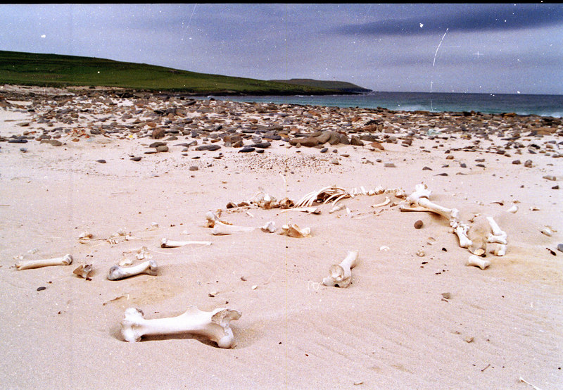 Links of Noltland — image 2