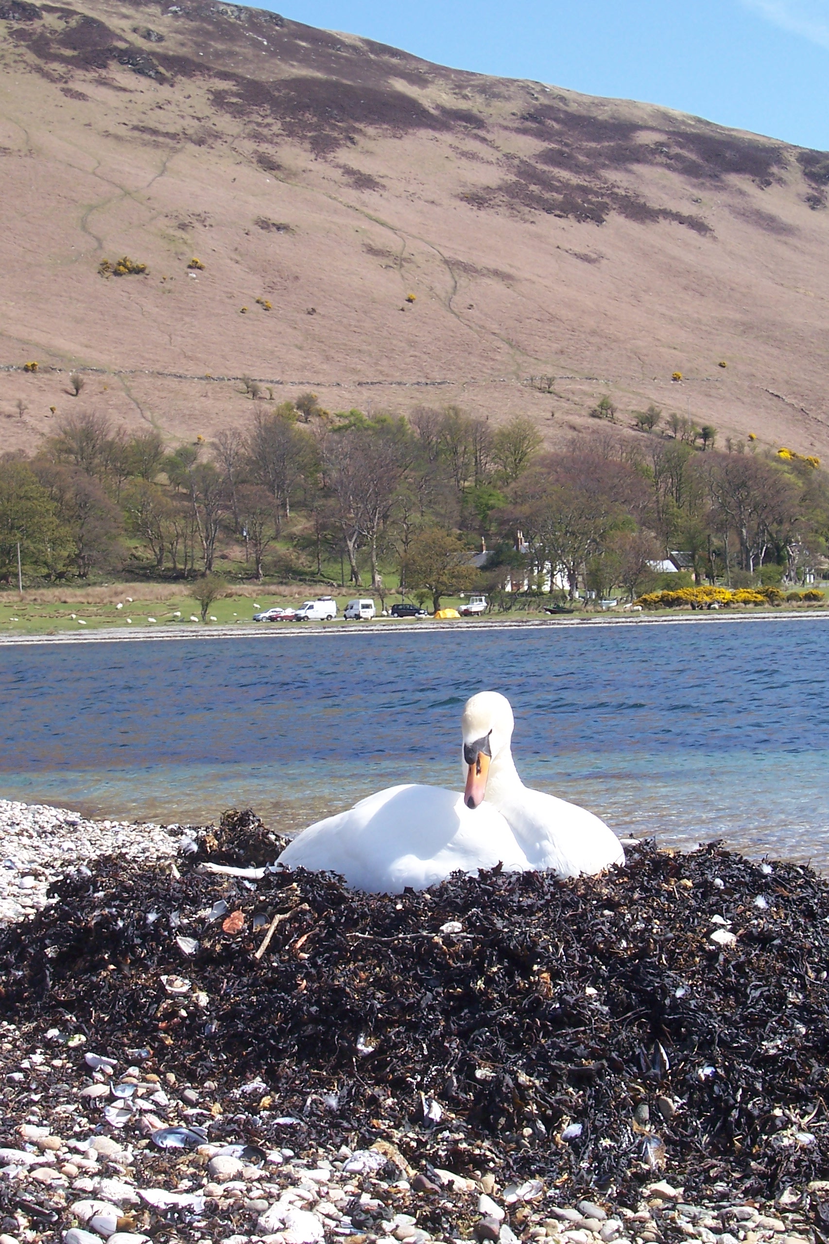 Lochranza Castle — image 2