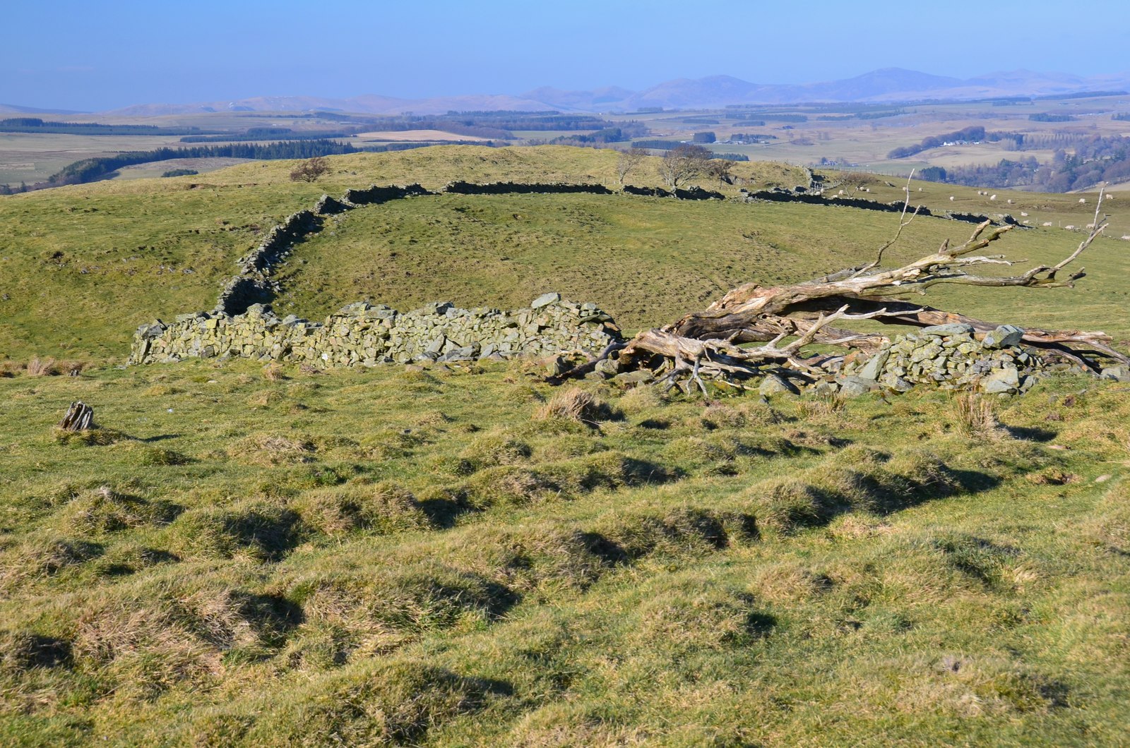 Milkieston Rings — image 3