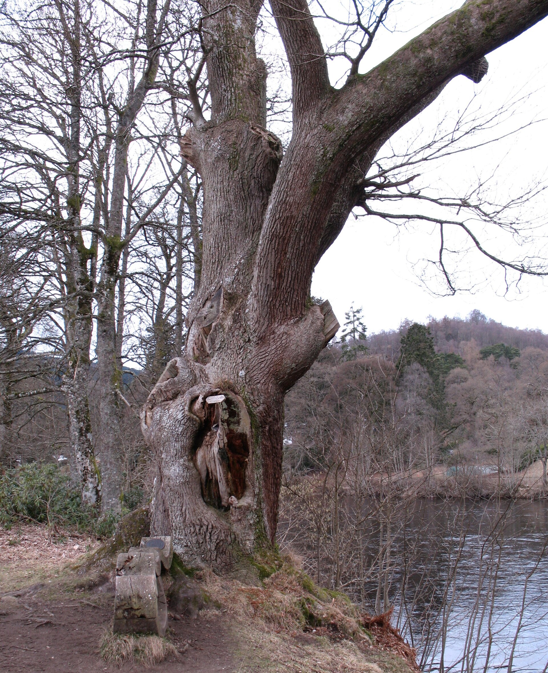 Neil Gow's Oak — image 3