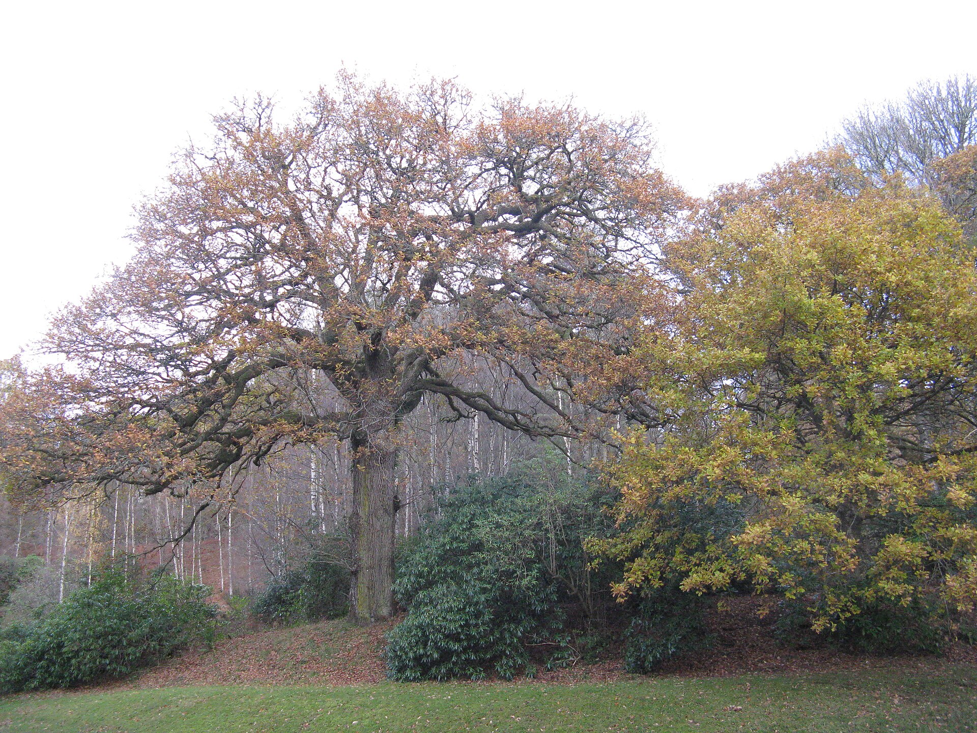Neil Gow's Oak — image 5