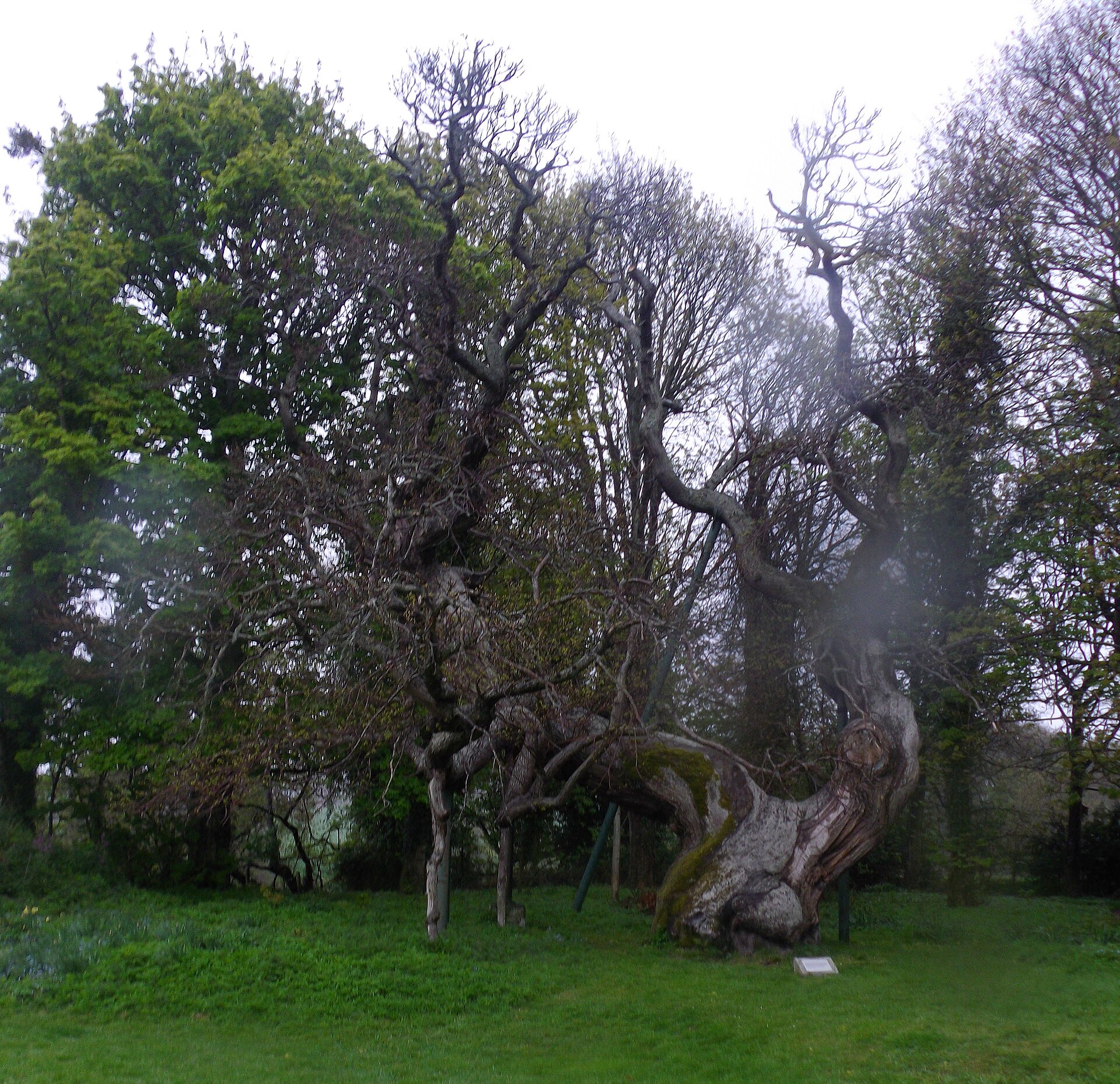 The Balmerino Sweet Chestnut — image 3
