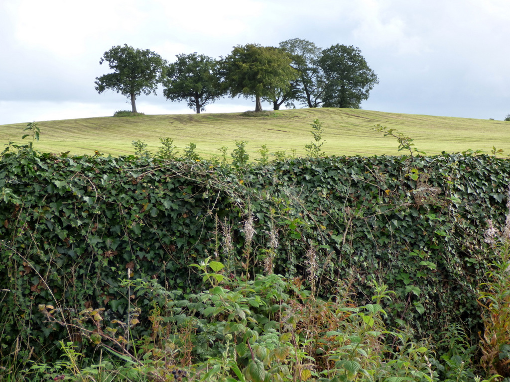 The Craigends Yew — image 2