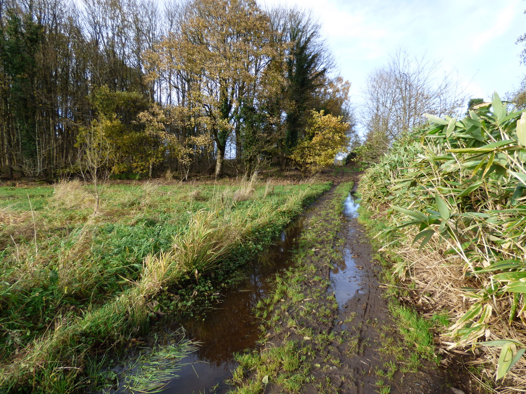 The Craigends Yew — image 4