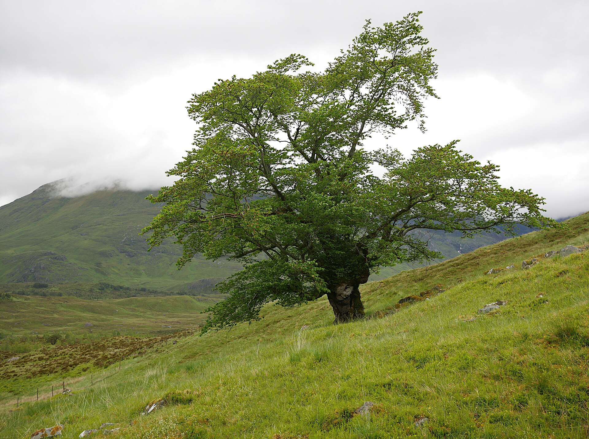 The Last Ent of Affric — image 2