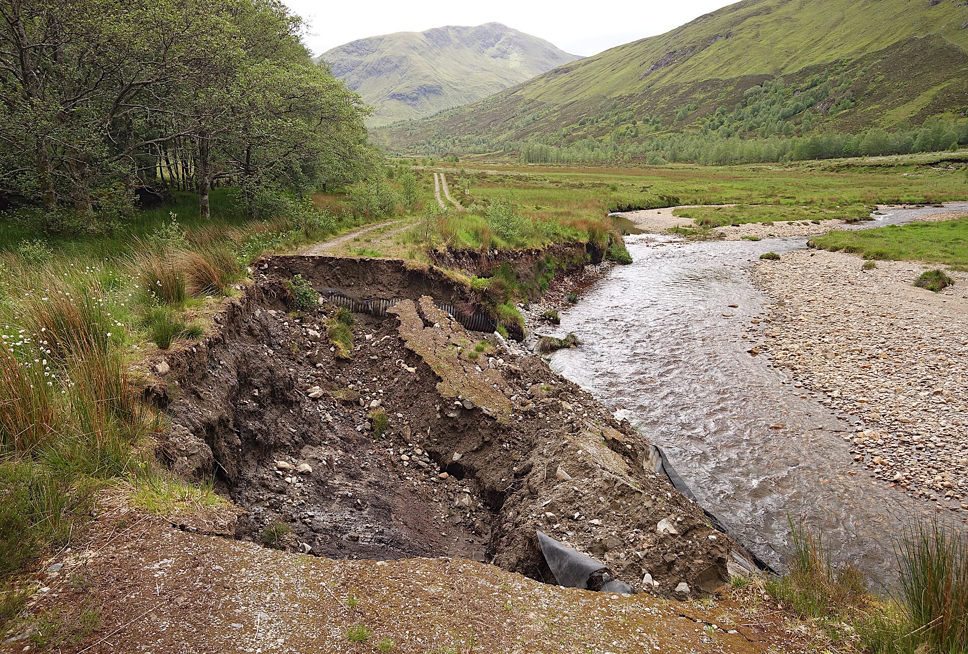 The Last Ent of Affric — image 4