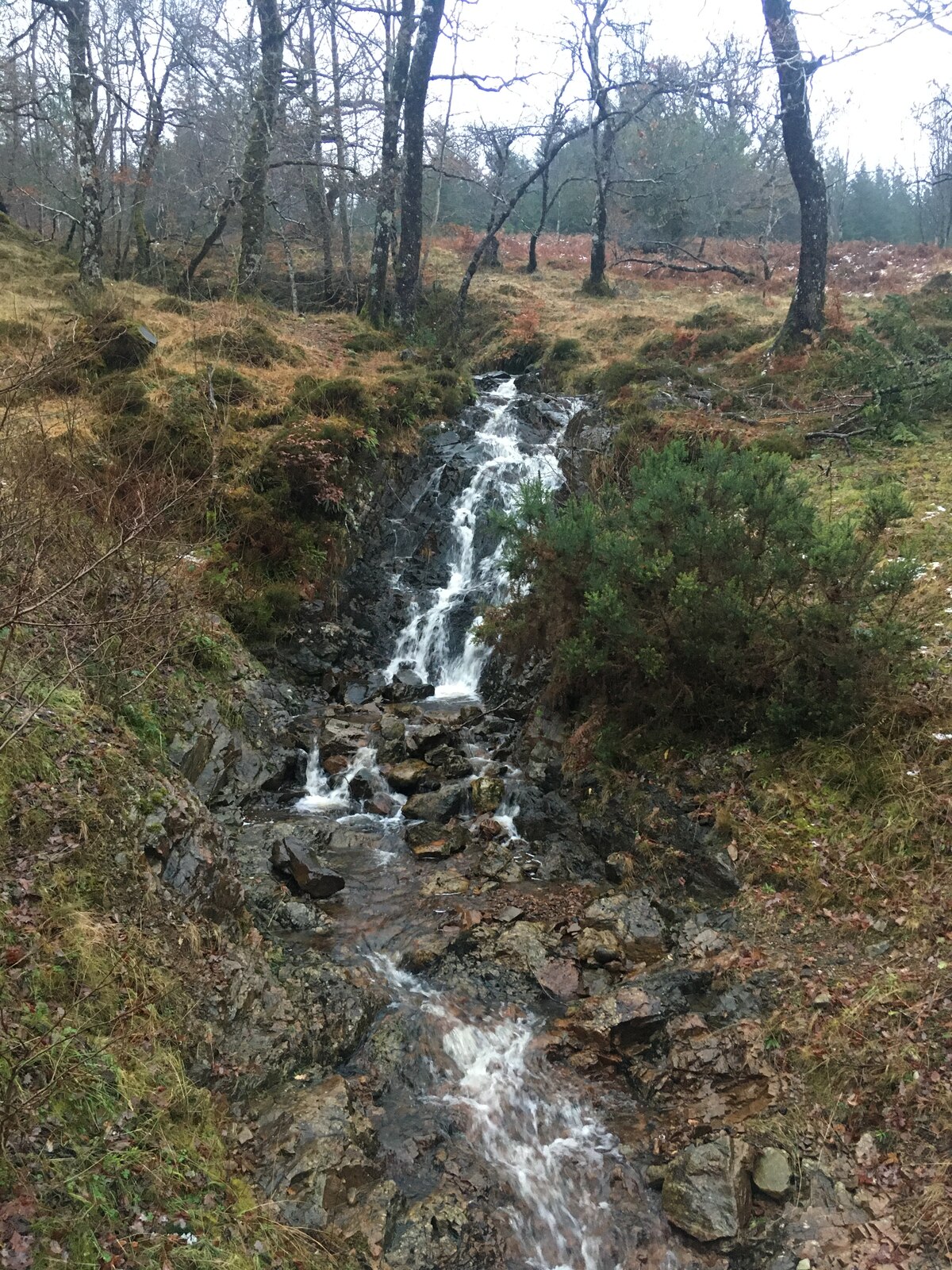 The Skipinnish Oak — image 2