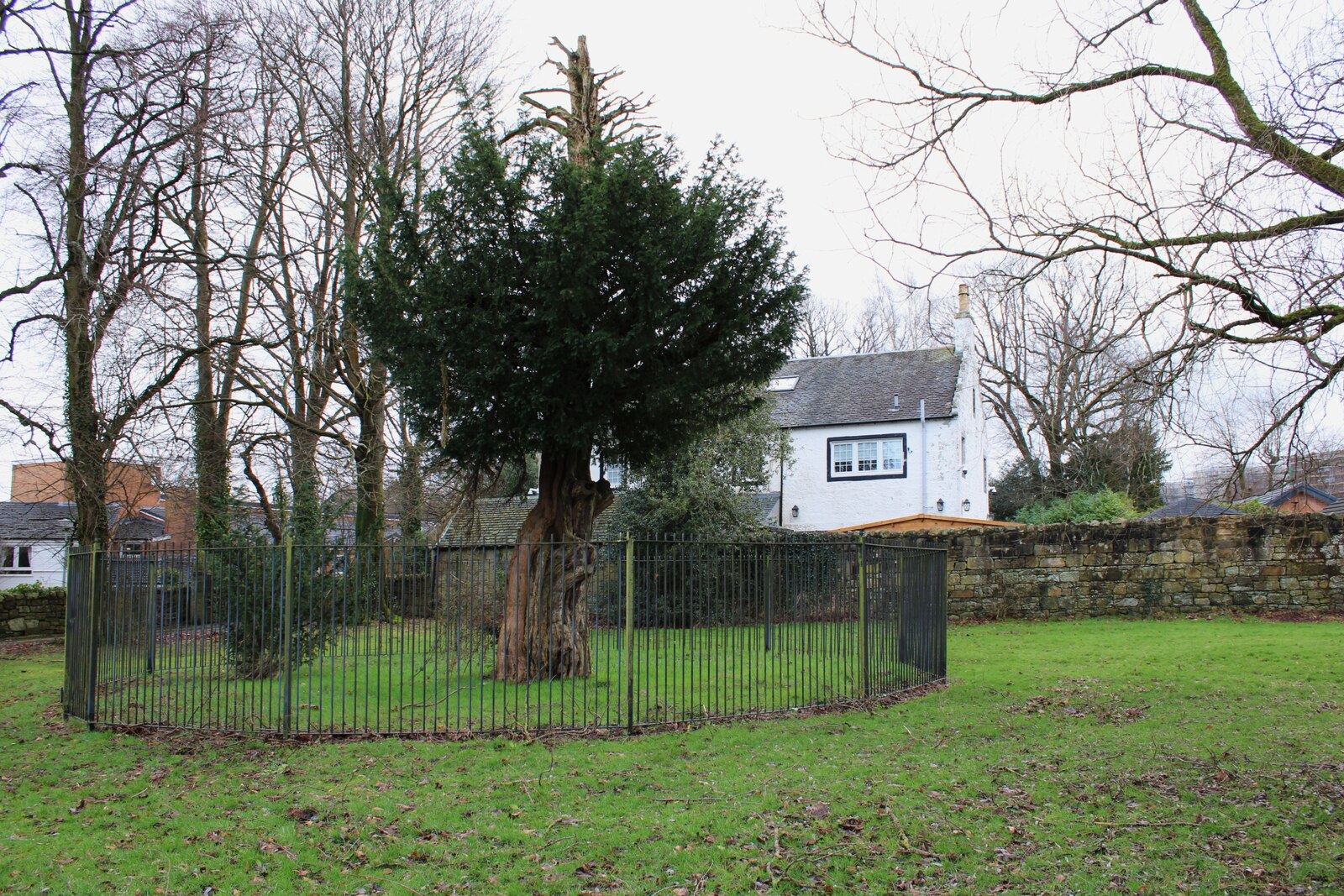 Wallace Yew (Elderslie) — image 3