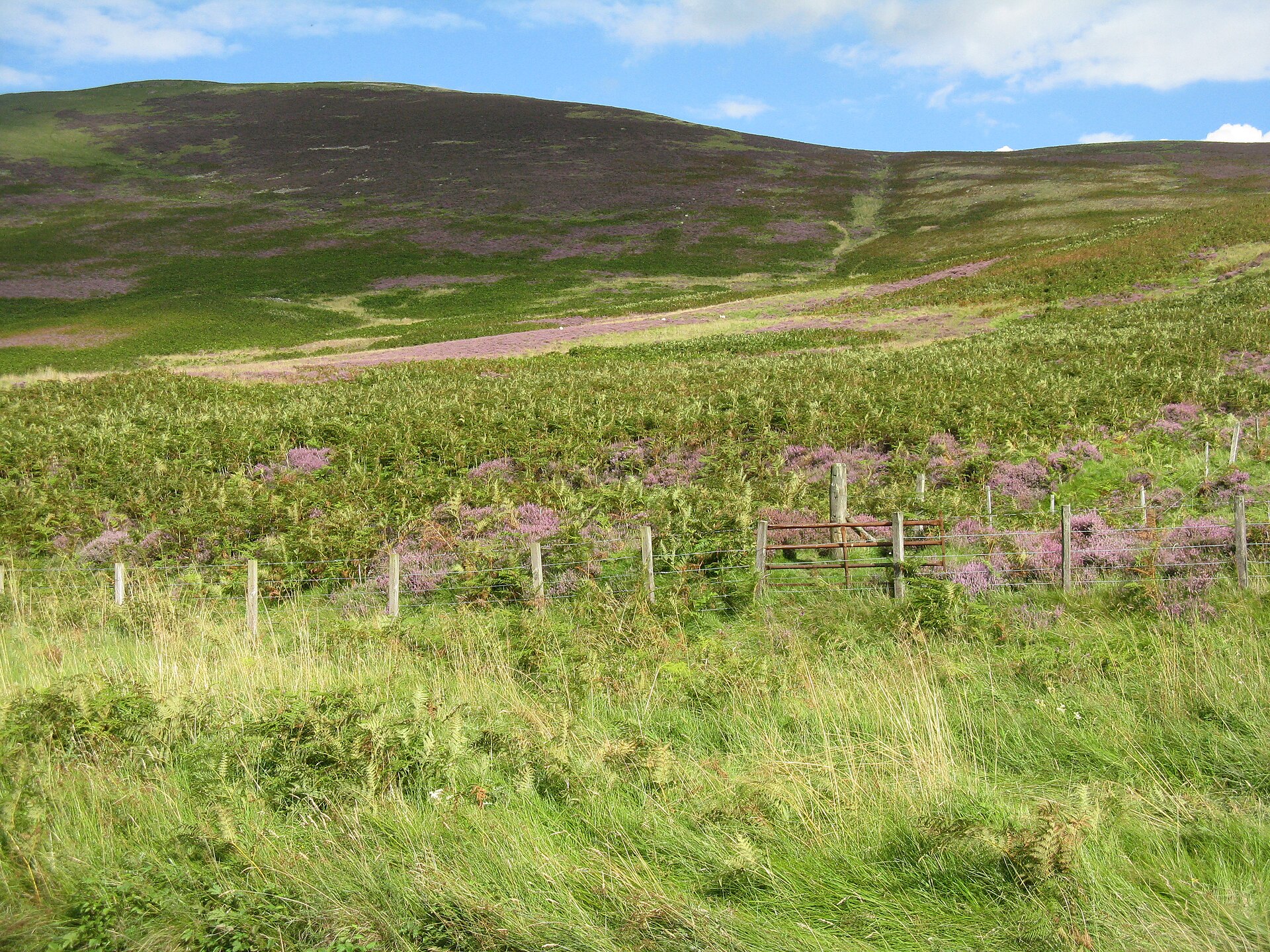 White Meldon — image 3