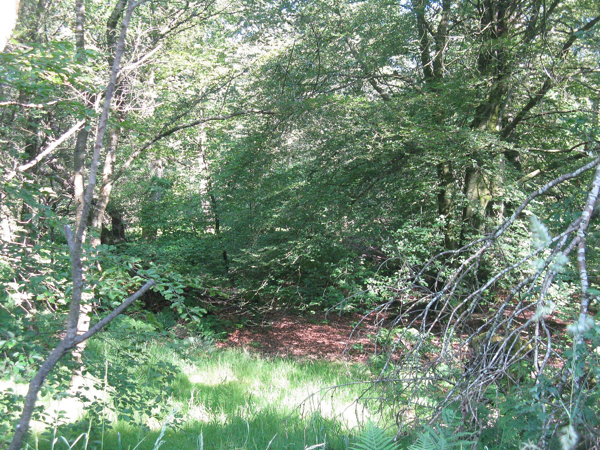Wilderness Plantation — image 2