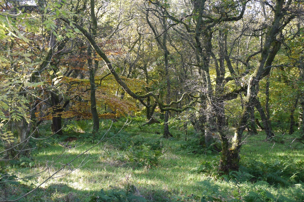 Wilderness Plantation — image 3